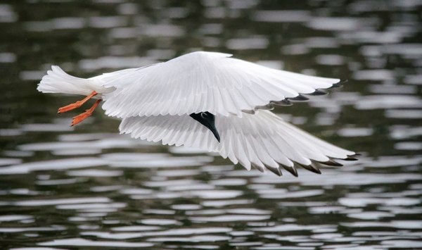 Bonapartes Gull Print