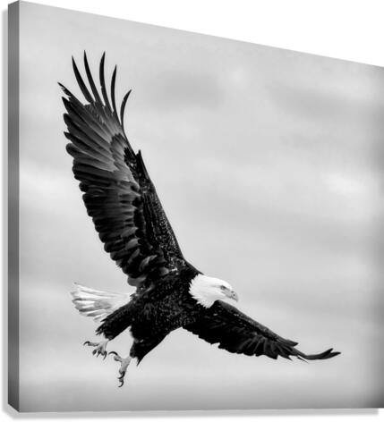 Soaring  Canvas Print