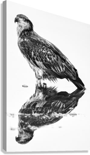 Eagle Reflecting  Canvas Print