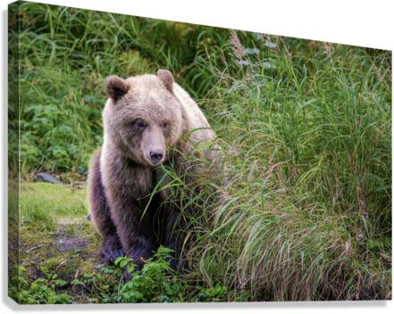 Kenai Brown Bear  Canvas Print