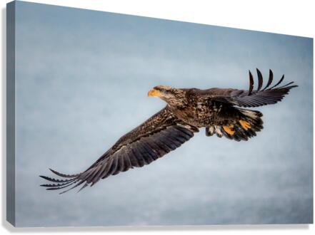 Soaring Young Eagle  Canvas Print