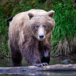 Bear Stare Down