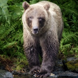 Visiting Bear