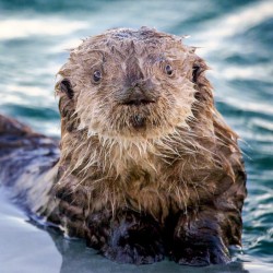 Inquisitive Sea Otter Pup