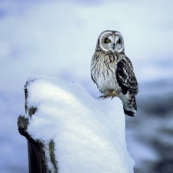 Short Eared Owl - Snow