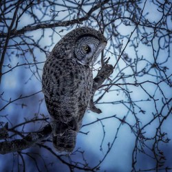 Great Gray Owl - Evening Assasin