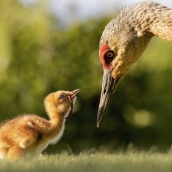 Sandhill Crane Colt - Yum