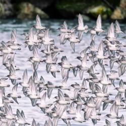 Sandpipers