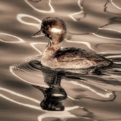 Sepia Bufflehead