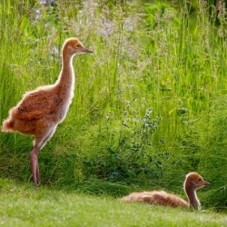 Sandhill Crane Colts  3