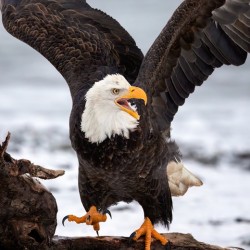 Dancing Eagle