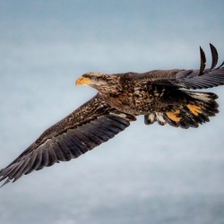 Soaring Young Eagle