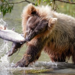 Bear Swinging Salmon
