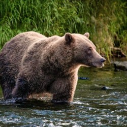 Wading Bear