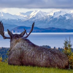 Contemplating Moose