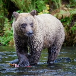 Bear Clawing Salmon