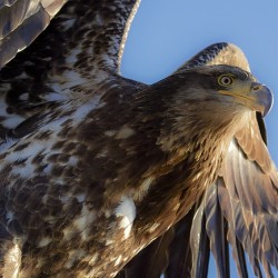 Eagle Intensity