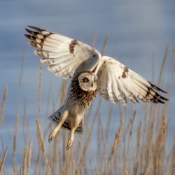 Short Eared Owl - Pajama Bottoms