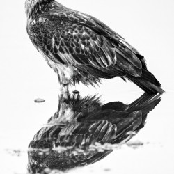 Eagle Reflecting