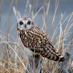 Short Eared Owl