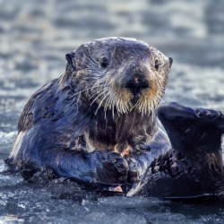 Otter & Ice