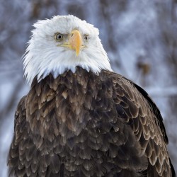 Majestic Eagle