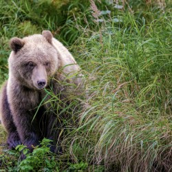 Kenai Brown Bear