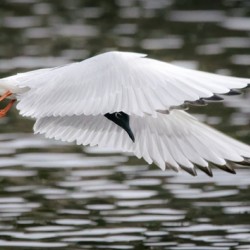 Bonapartes Gull