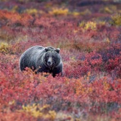 Denali Bear in Red Heather