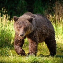 Russian River Bear