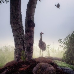 Storybook Morning