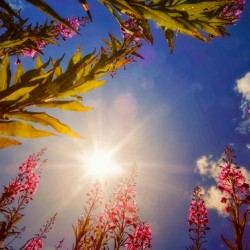 Fireweed Sky