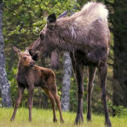 First Steps
