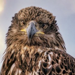Juvenile Eagle