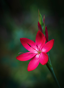Red Oregon Sunset Flower Botanical Art