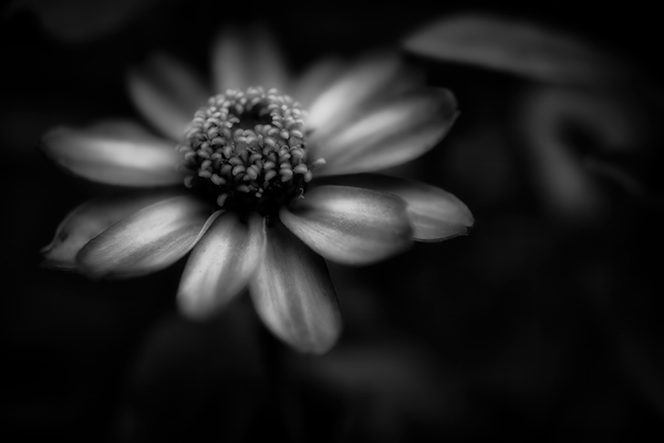 Black and White Zinnia Profusion Flower by Kathleen Reed