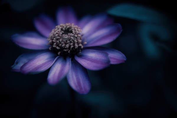 Purple Zinnia Profusion Flower by Kathleen Reed