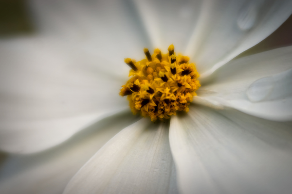 White Cosmos with Morning Dew by Kathleen Reed