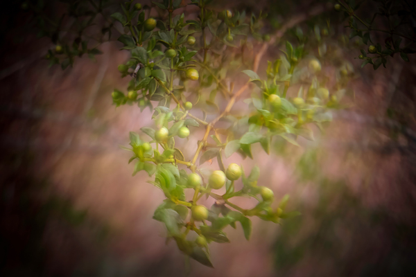 Before the Bloom at the Phoenix Desert Botanical Garden by Kathleen Reed