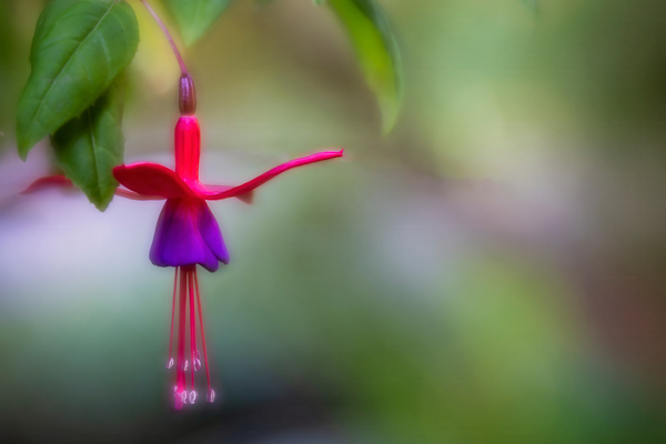 Vivid Fuchsia Flower in Oregon by Kathleen Reed