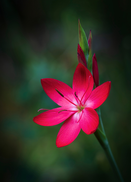 Red Oregon Sunset Flower Botanical Art by Kathleen Reed