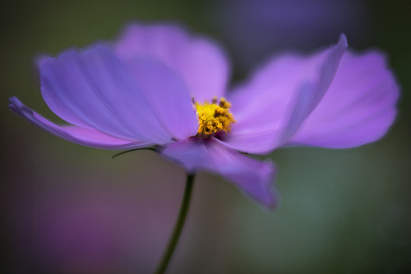 Purple Cosmos Wildflower on the Oregon Coast by Kathleen Reed
