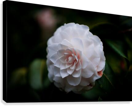 White Canvas Print