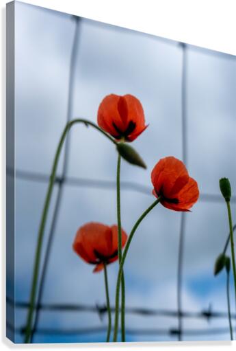 Poppies Canvas Print