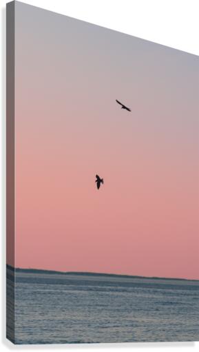 Pink Wings Canvas Print