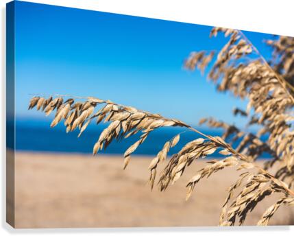 The Bay Canvas Print