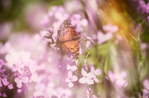 American Painted Lady Butterfly Among Wildflowers