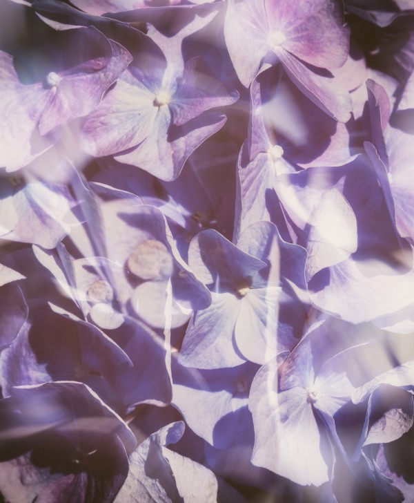 Vintage Lavender Hydrangea Print