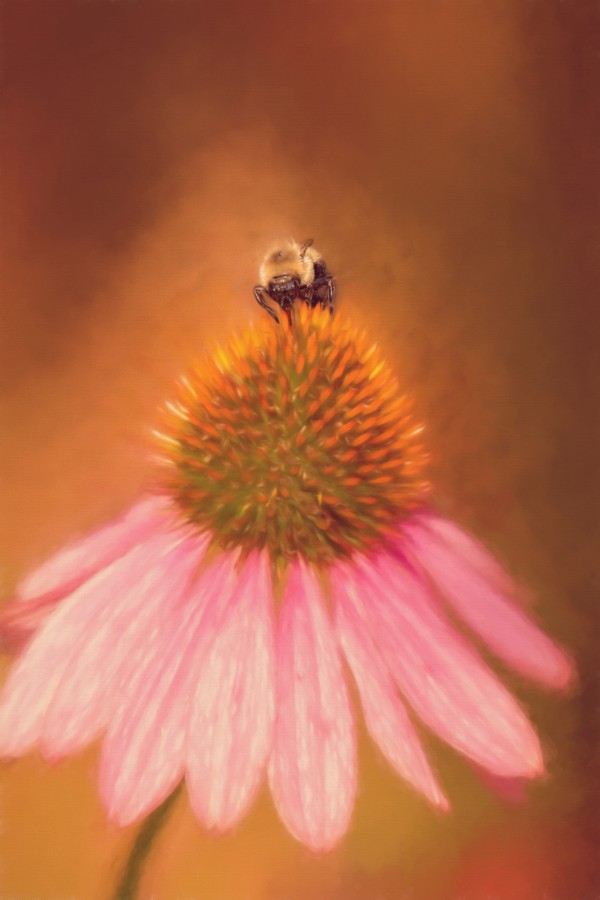 Bumblebee On Pink Coneflower Print