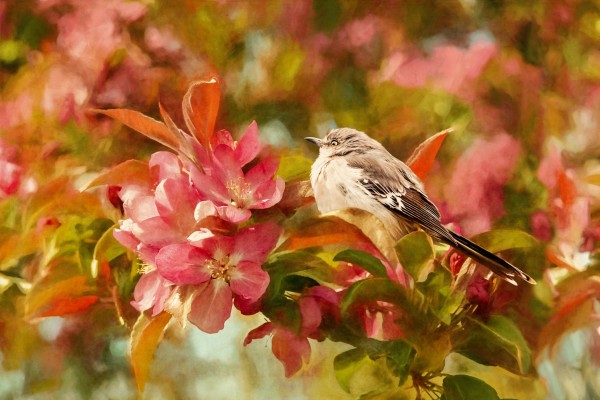 Sparrow In The Apple Tree Print